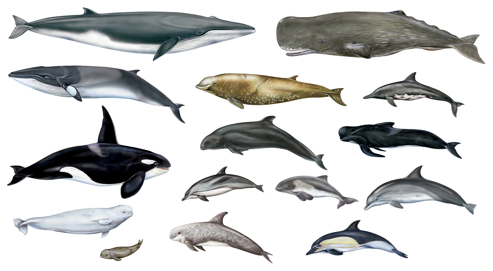 cetacei